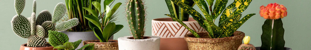 Plantas Artificiais