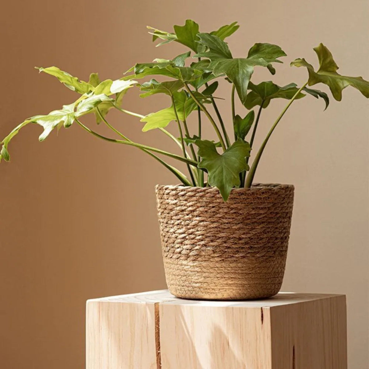 Cachepot de Rattan Natural Artesanal