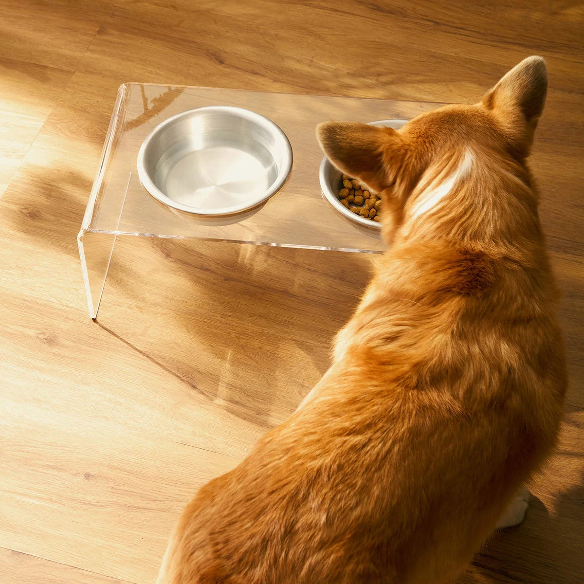 Comedouro Nexo em acrílico cristal, com cachorro se alimentando, visto de cima.