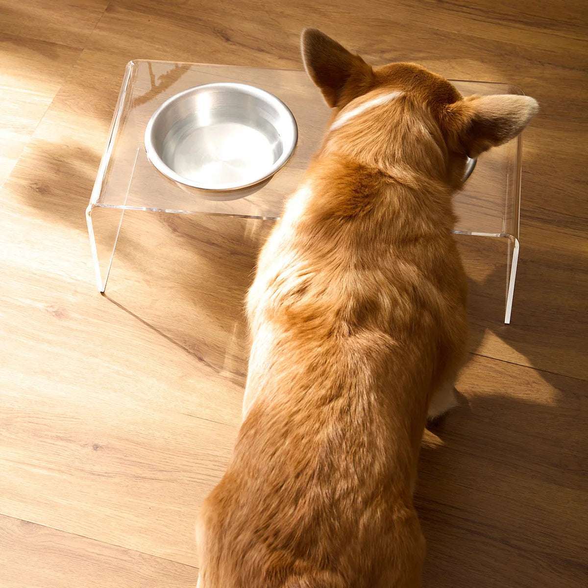 Comedouro Nexo em acrílico cristal, com cachorro diante das duas tigelas.